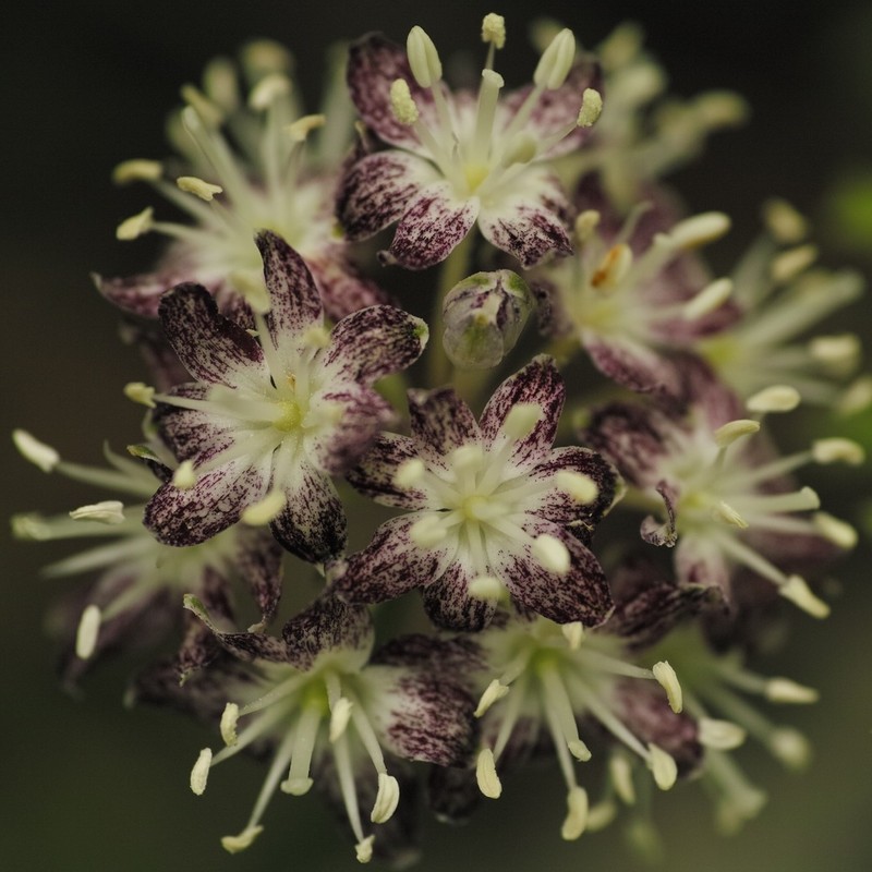 White Clintonia photo 2