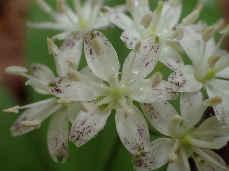 White Clintonia photo 3