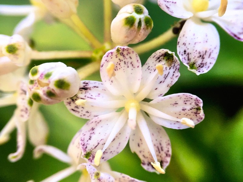 White Clintonia photo 4