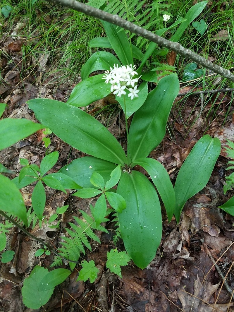White Clintonia photo 5