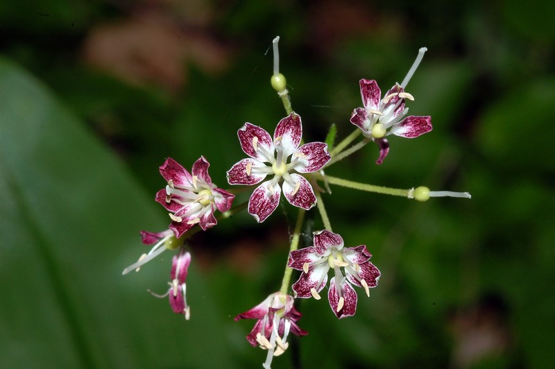 White Clintonia photo 6