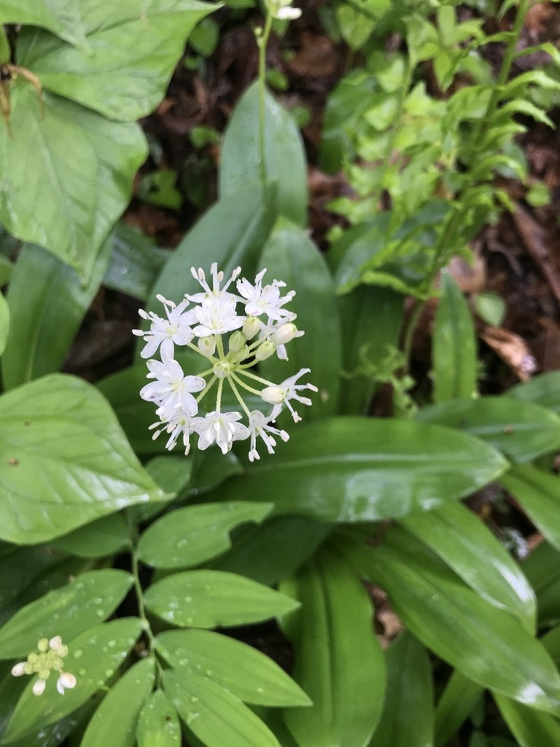 White Clintonia photo 7