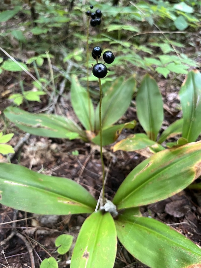 White Clintonia photo 8