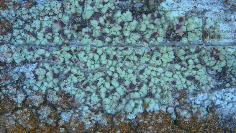 Cliostomum corrugatum