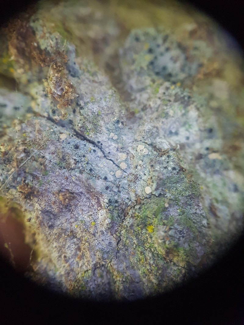 Cliostomum corrugatum photo 2