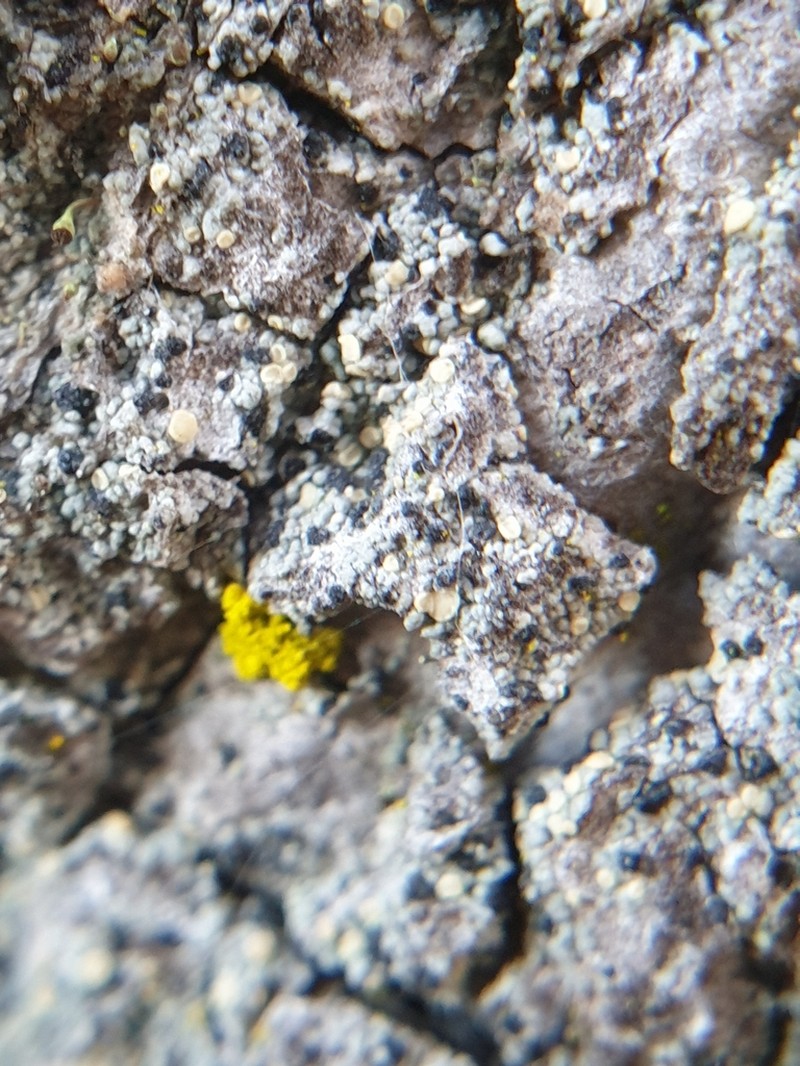 Cliostomum corrugatum photo 3