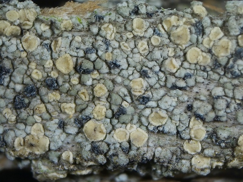 Cliostomum corrugatum photo 5