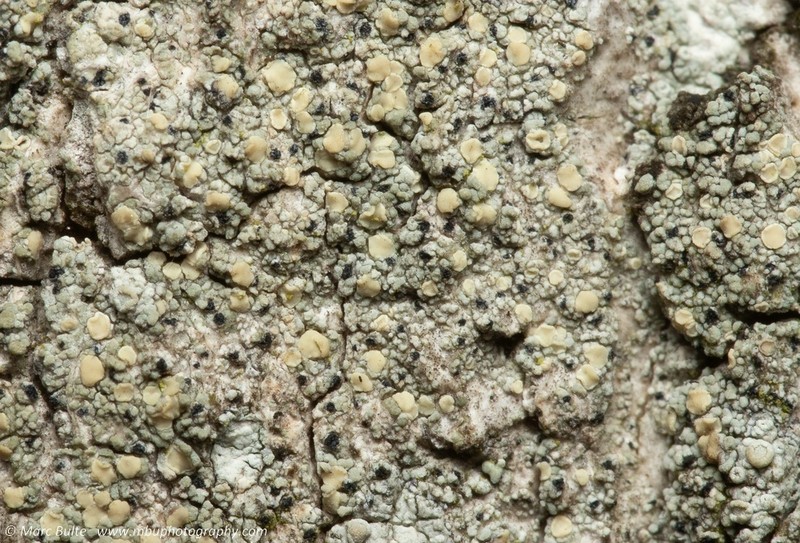 Cliostomum corrugatum photo 6