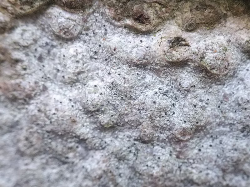 Griffith's Cliostomum Lichen