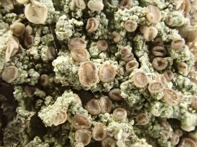 Griffith's Cliostomum Lichen