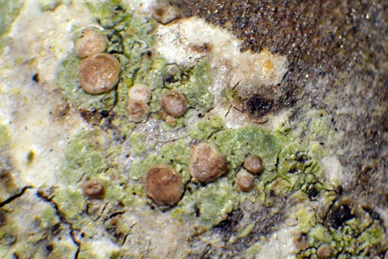 Griffith's Cliostomum Lichen photo 2