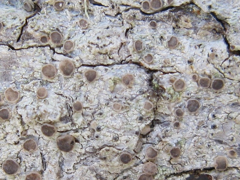 Griffith's Cliostomum Lichen photo 3