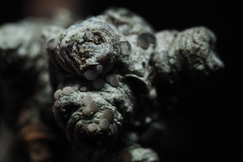 Griffith's Cliostomum Lichen photo 4