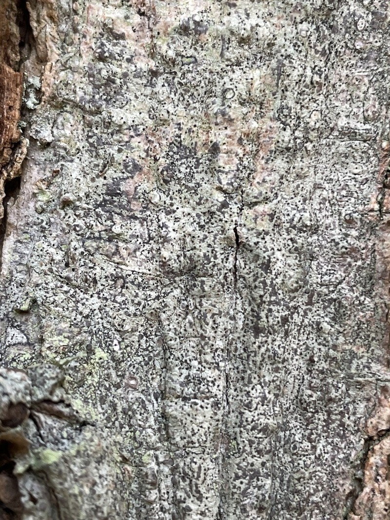 Griffith's Cliostomum Lichen photo 5