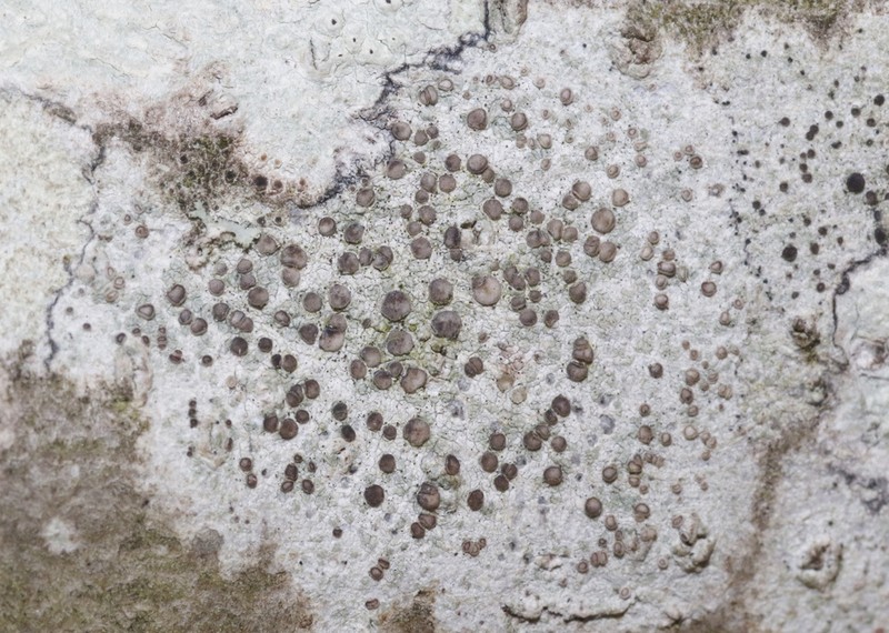 Griffith's Cliostomum Lichen photo 6