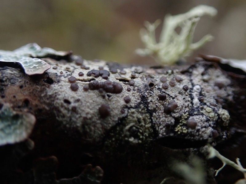 Griffith's Cliostomum Lichen photo 7