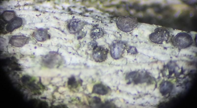 Griffith's Cliostomum Lichen photo 8