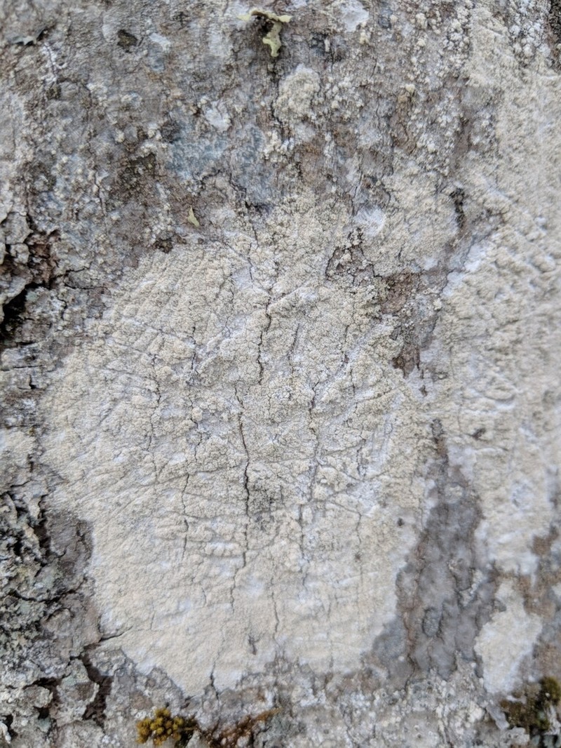 Cliostomum leprosum