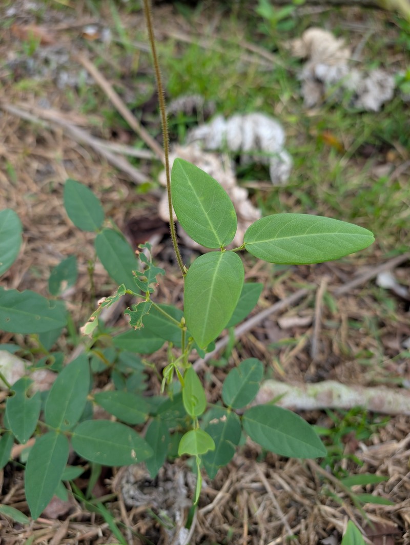Clitoria falcata var. falcata