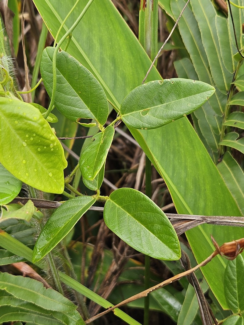 Clitoria falcata var. falcata photo 2