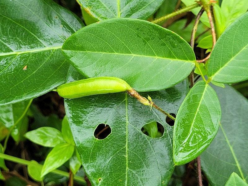 Clitoria falcata var. falcata photo 3