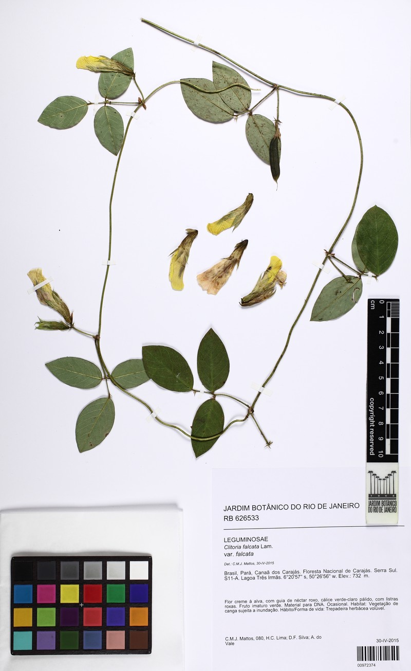 Clitoria falcata var. falcata photo 4