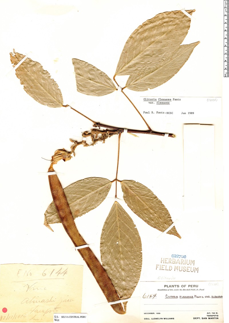Clitoria flexuosa var. flexuosa photo 3
