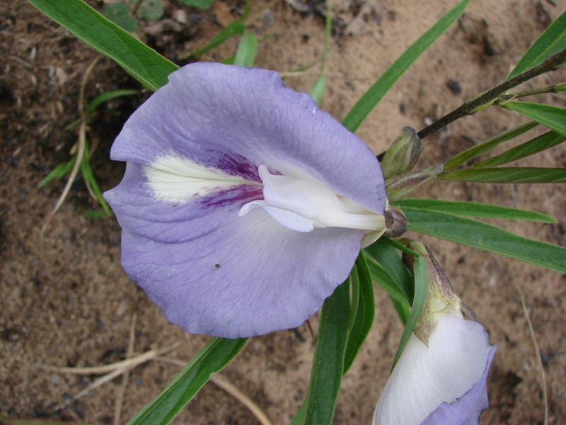 Mauve Bell