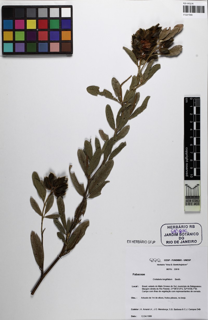 Clitoria guianensis var. guianensis