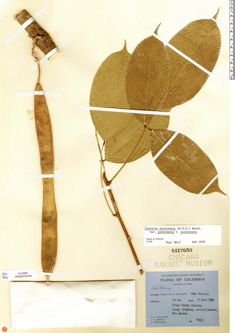 Clitoria javitensis var. javitensis