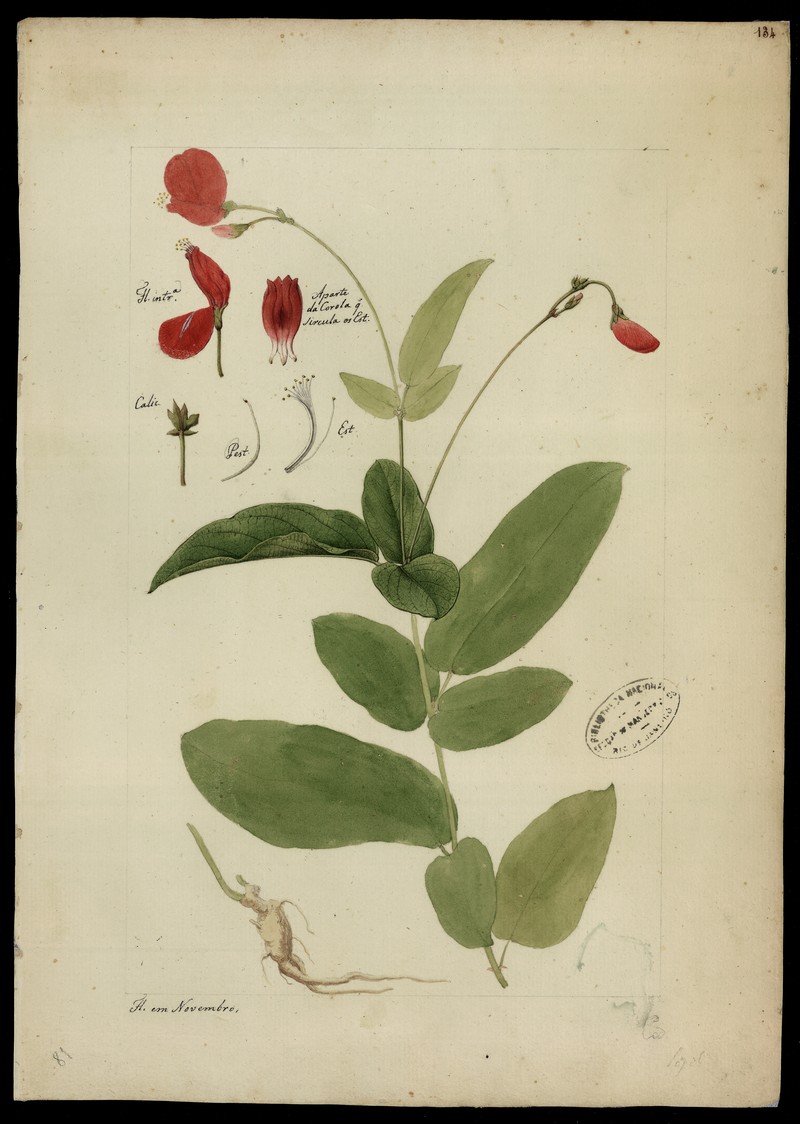 Laurel-Leaf Pigeonwings