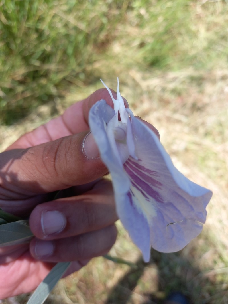 Laurel-Leaf Pigeonwings photo 3