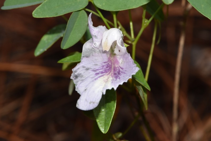 Clitoria mariana var. mariana