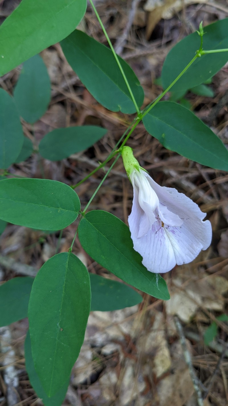 Clitoria mariana var. mariana photo 2