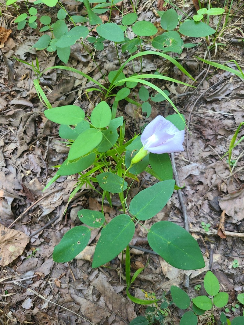 Clitoria mariana var. mariana photo 3