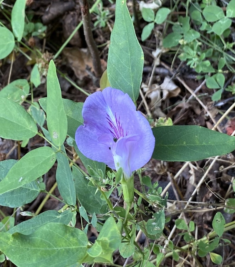 Clitoria mariana var. mariana photo 4