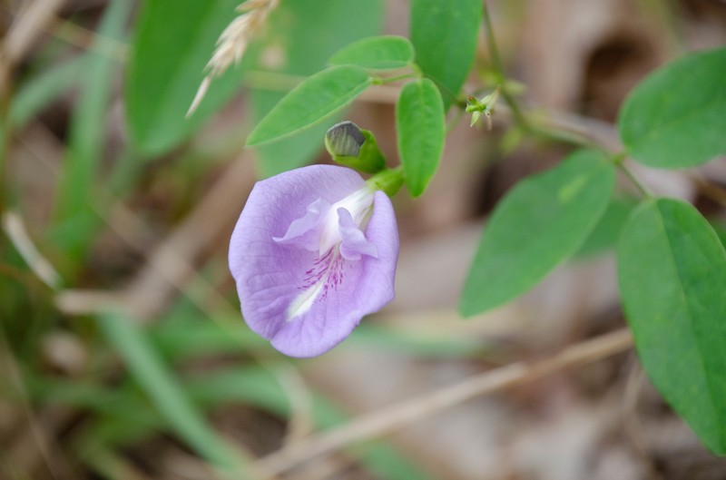 Clitoria mariana var. mariana photo 5