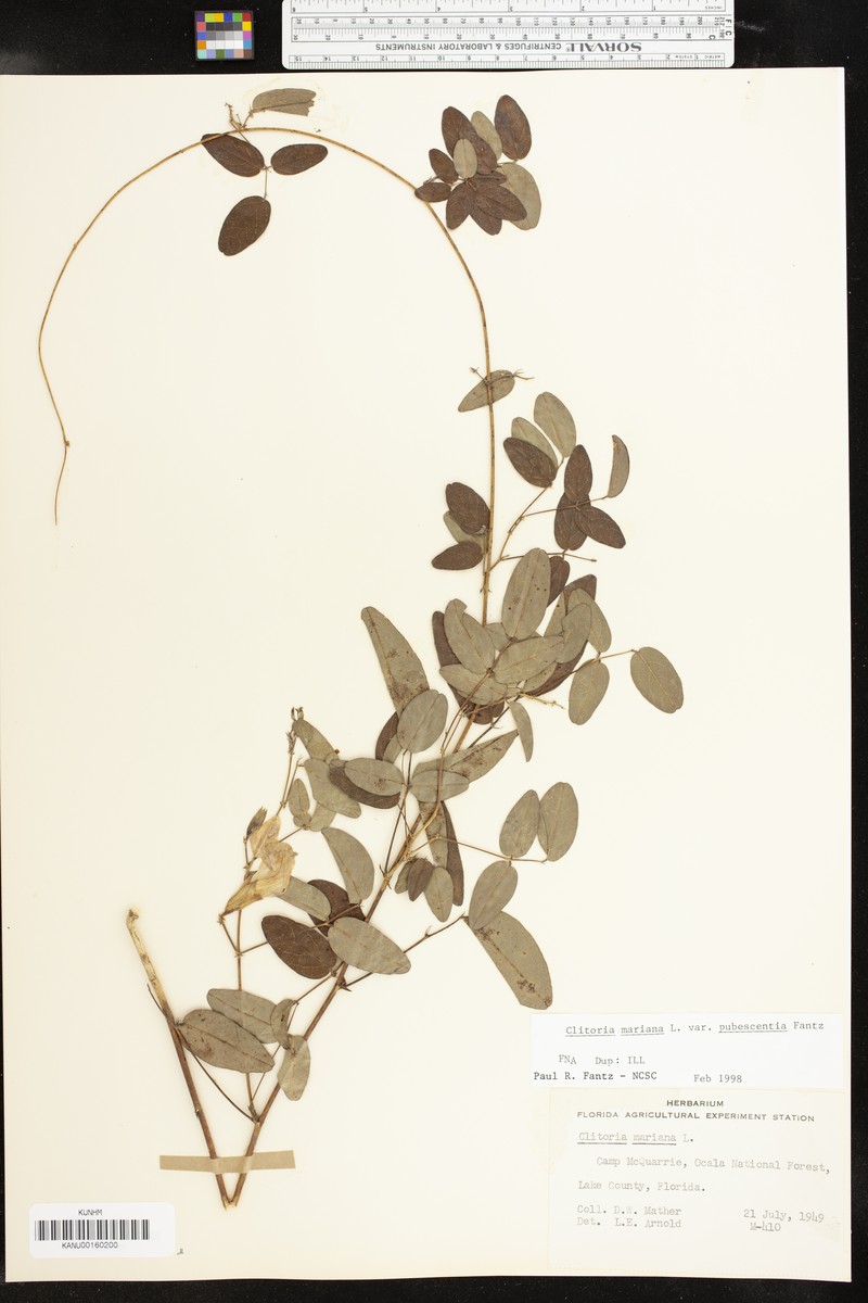 Clitoria mariana var. pubescentia