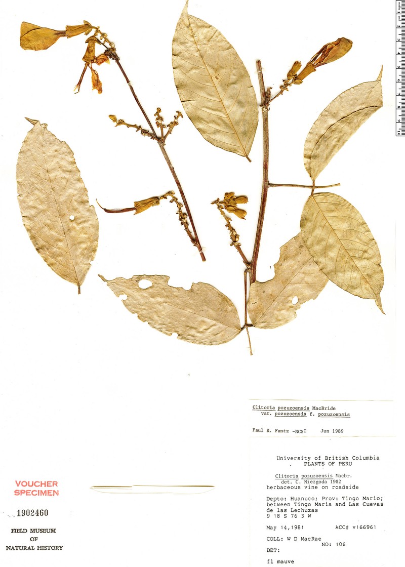 Clitoria pozuzoensis var. pozuzoensis