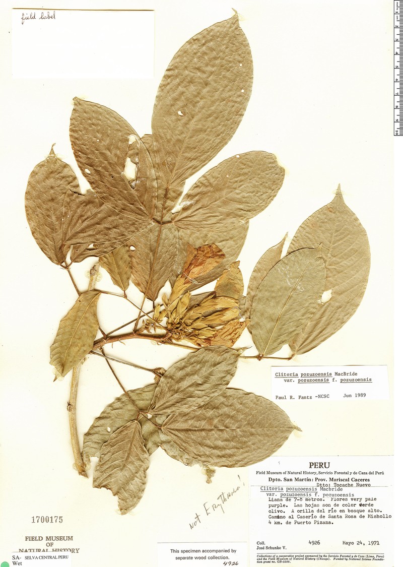 Clitoria pozuzoensis var. pozuzoensis photo 2