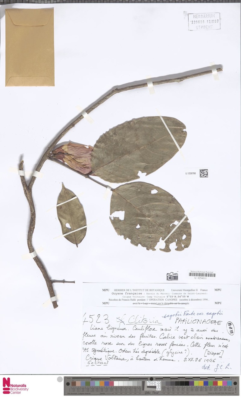Clitoria sagotii var. sagotii photo 2