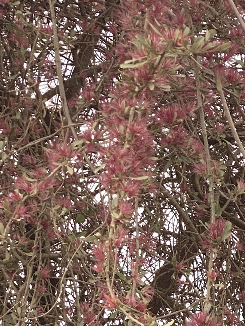 Cloiselia carbonaria