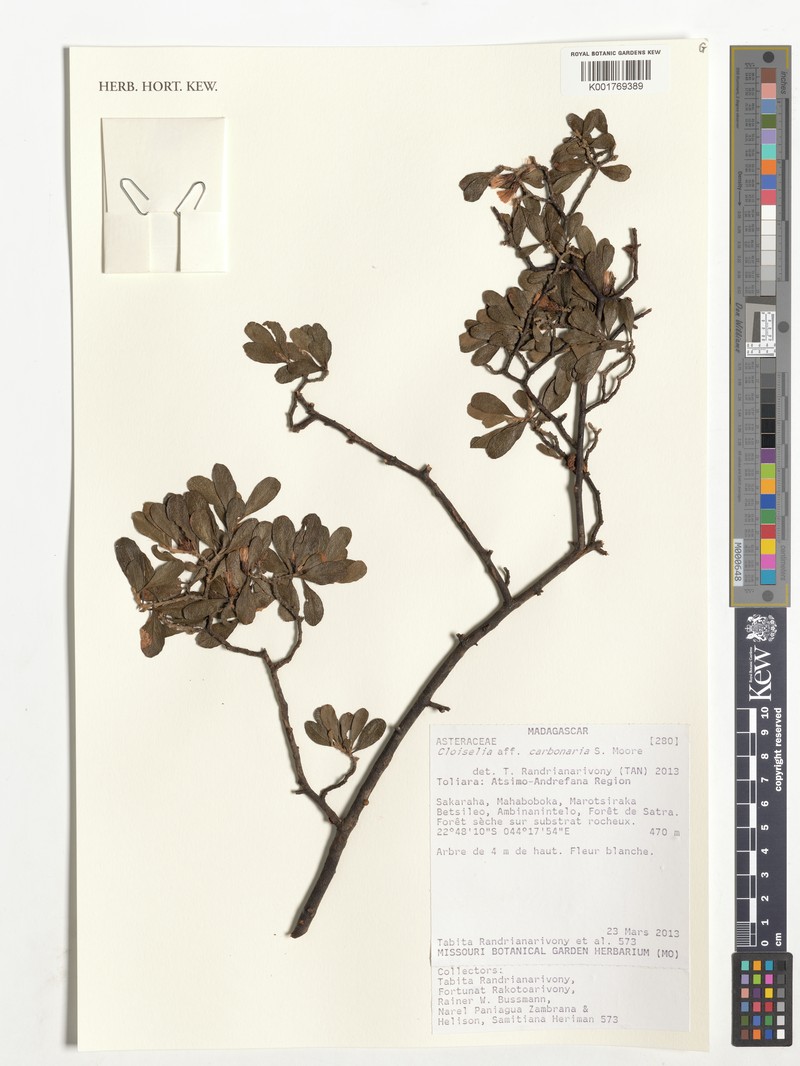Cloiselia carbonaria photo 3