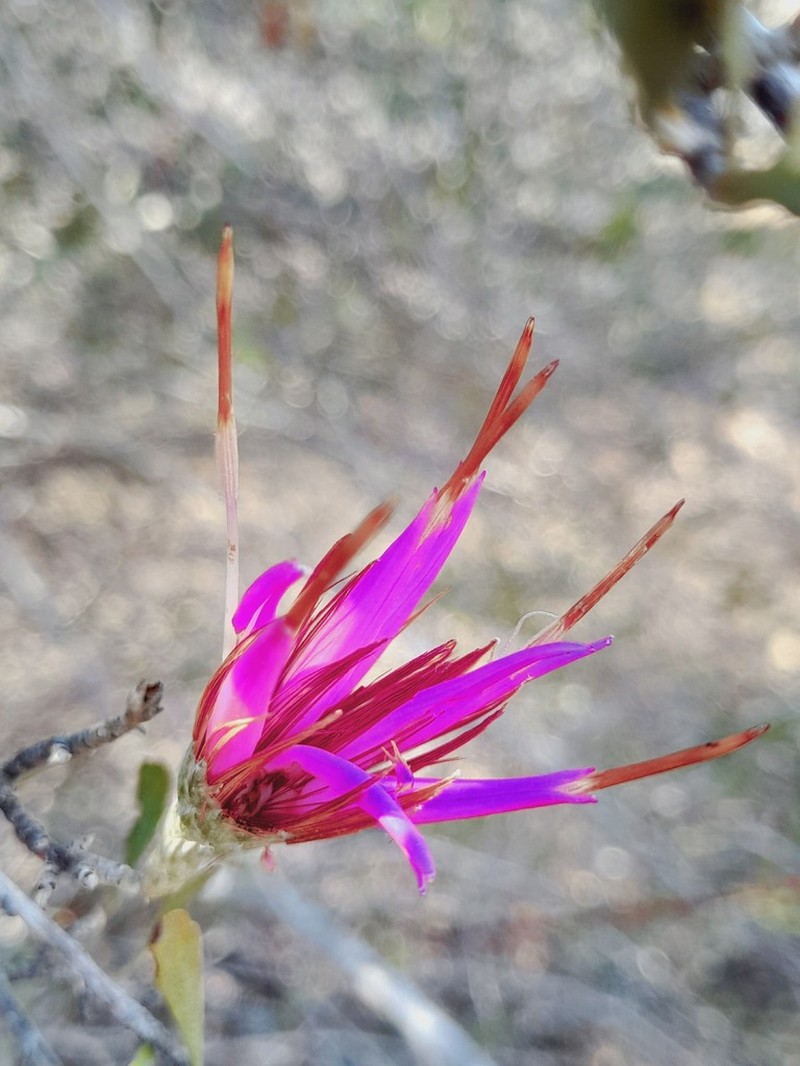Cloiselia madagascariensis
