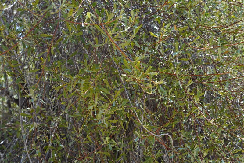 Cloiselia madagascariensis photo 3