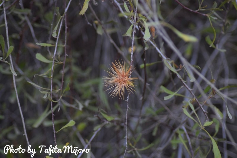 Cloiselia madagascariensis photo 4