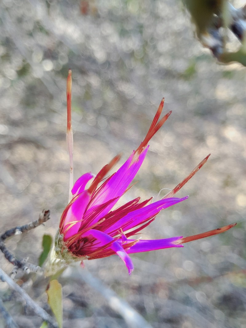 Cloiselia madagascariensis photo 5