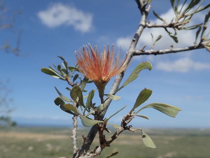 Cloiselia madagascariensis photo 6