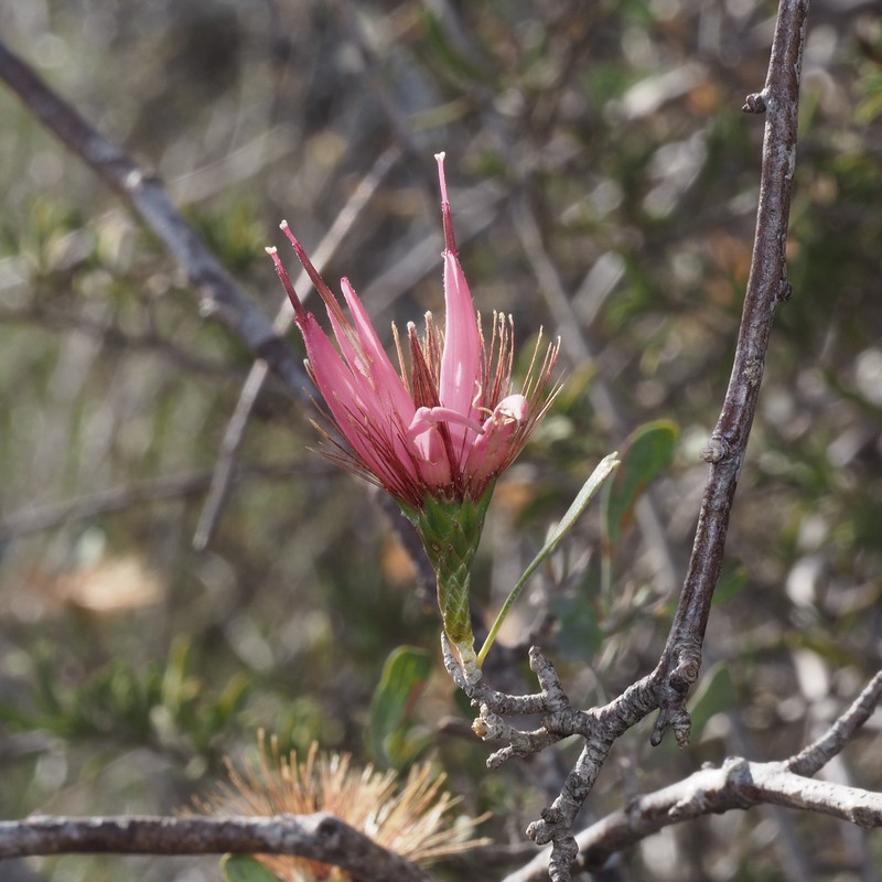 Cloiselia madagascariensis photo 7