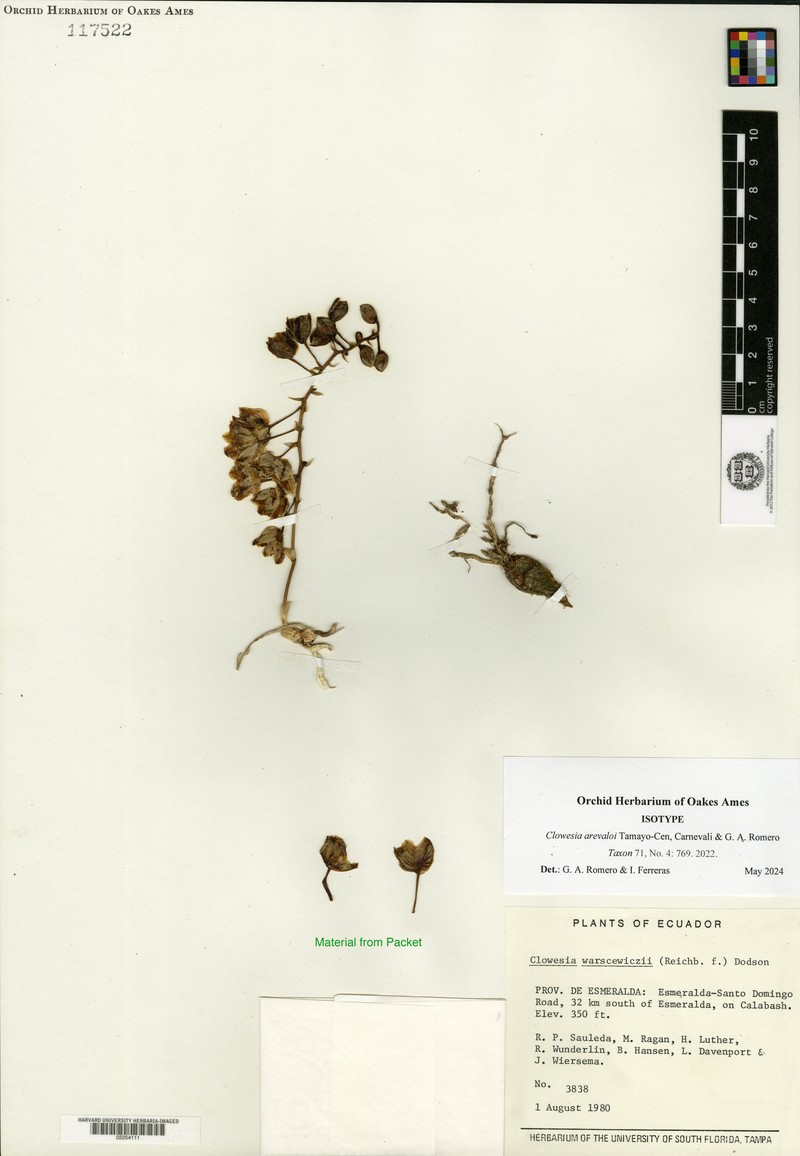 Clowesia arevaloi